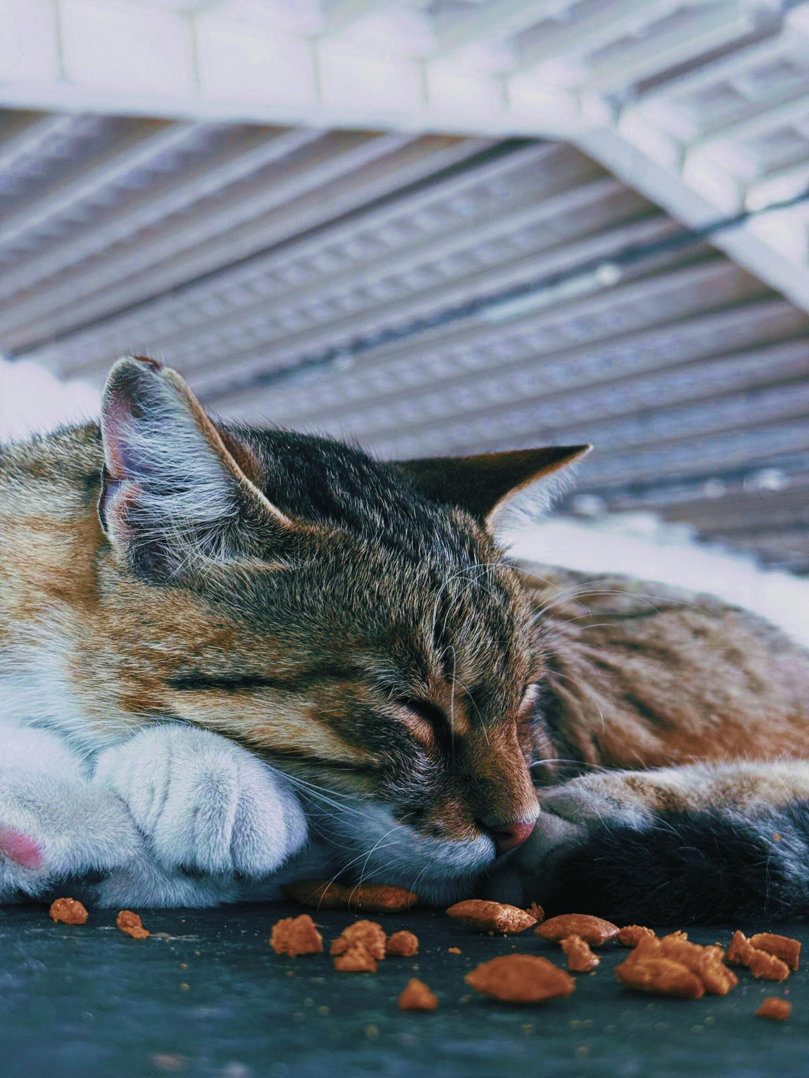 Los mejores juguetes para perros medianos en Amazon España