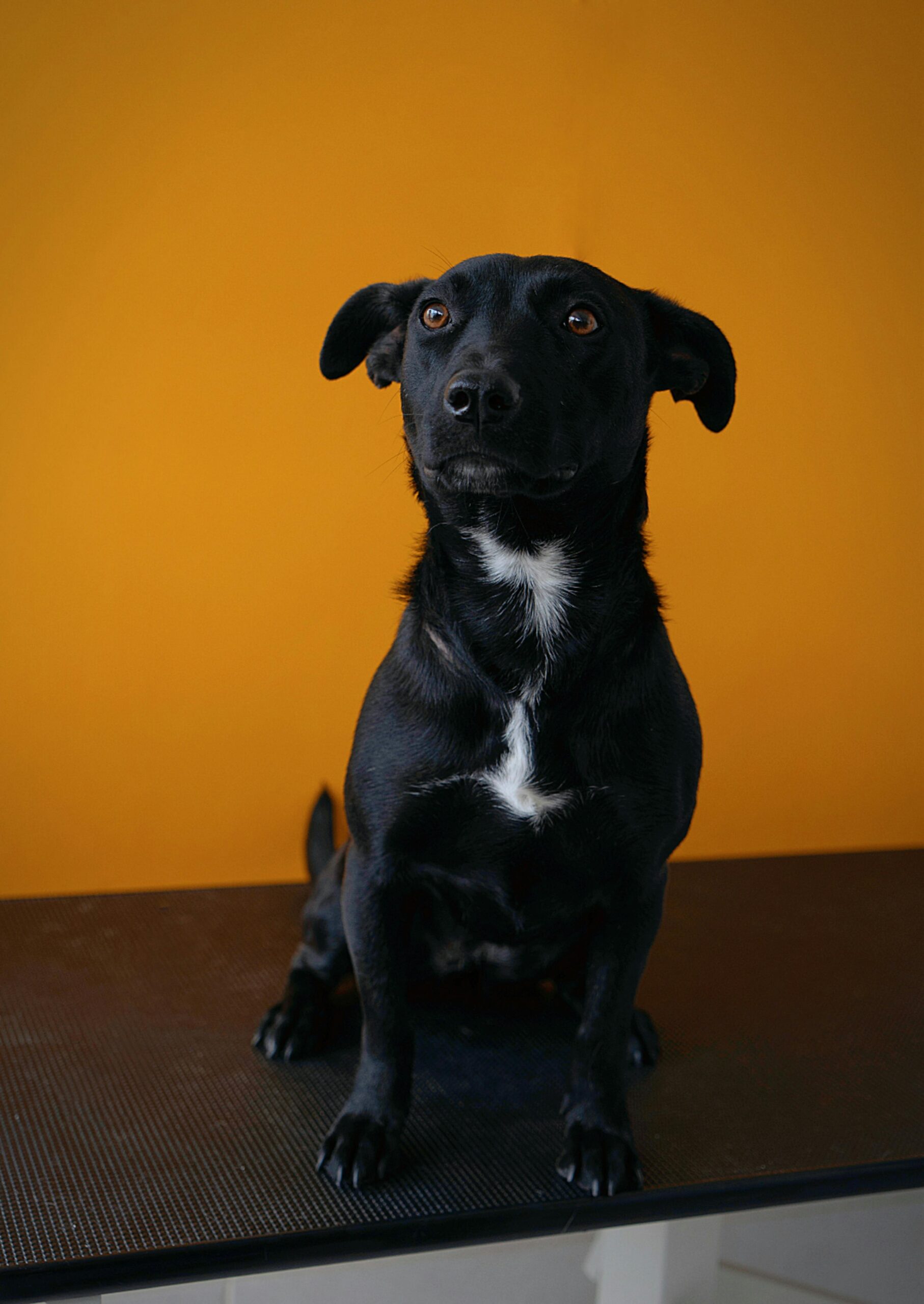 Los mejores juguetes para perros grandes en 2026: durabilidad y diversión asegurada