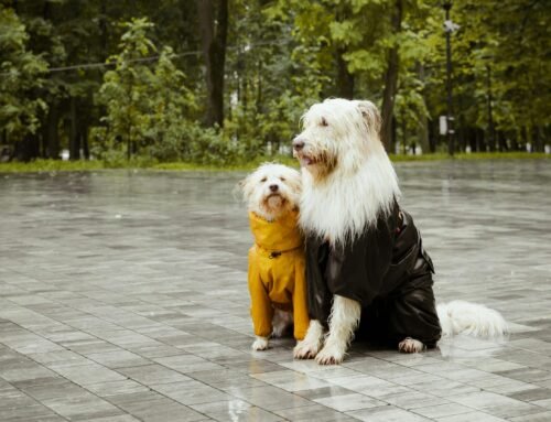 Top juguetes para perros en 2026: guía para elegir el mejor